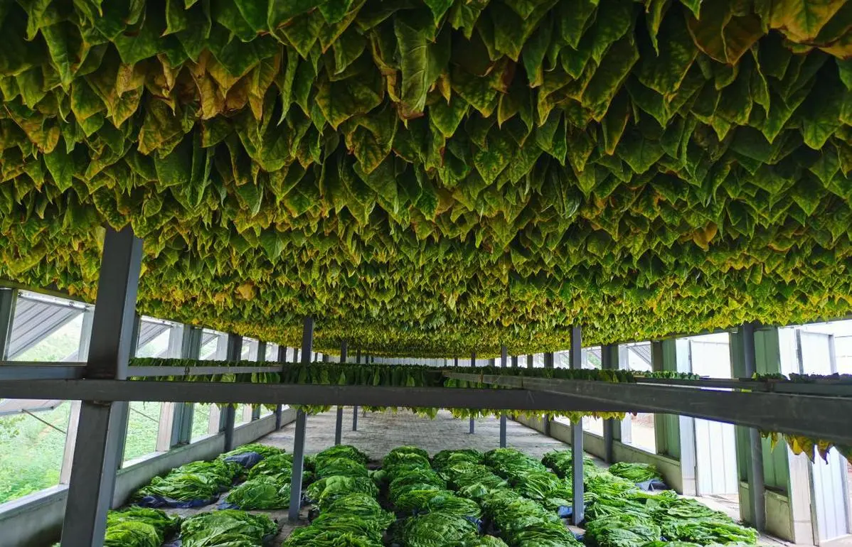 R&D tobacco processing equipment - Research and development cigar machinery